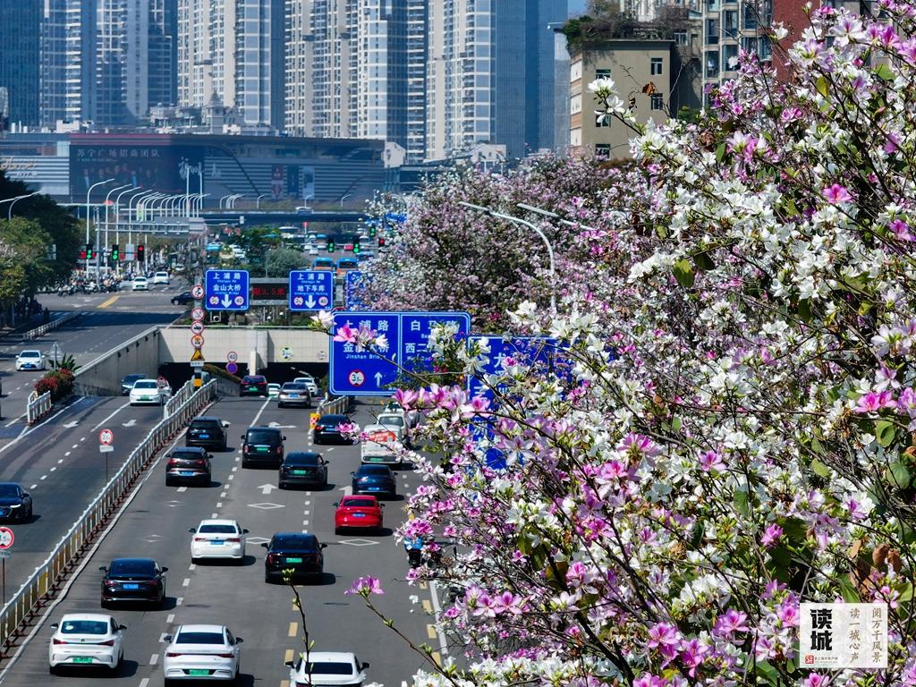 读城｜工业路上羊蹄甲 花开花落近“不惑”