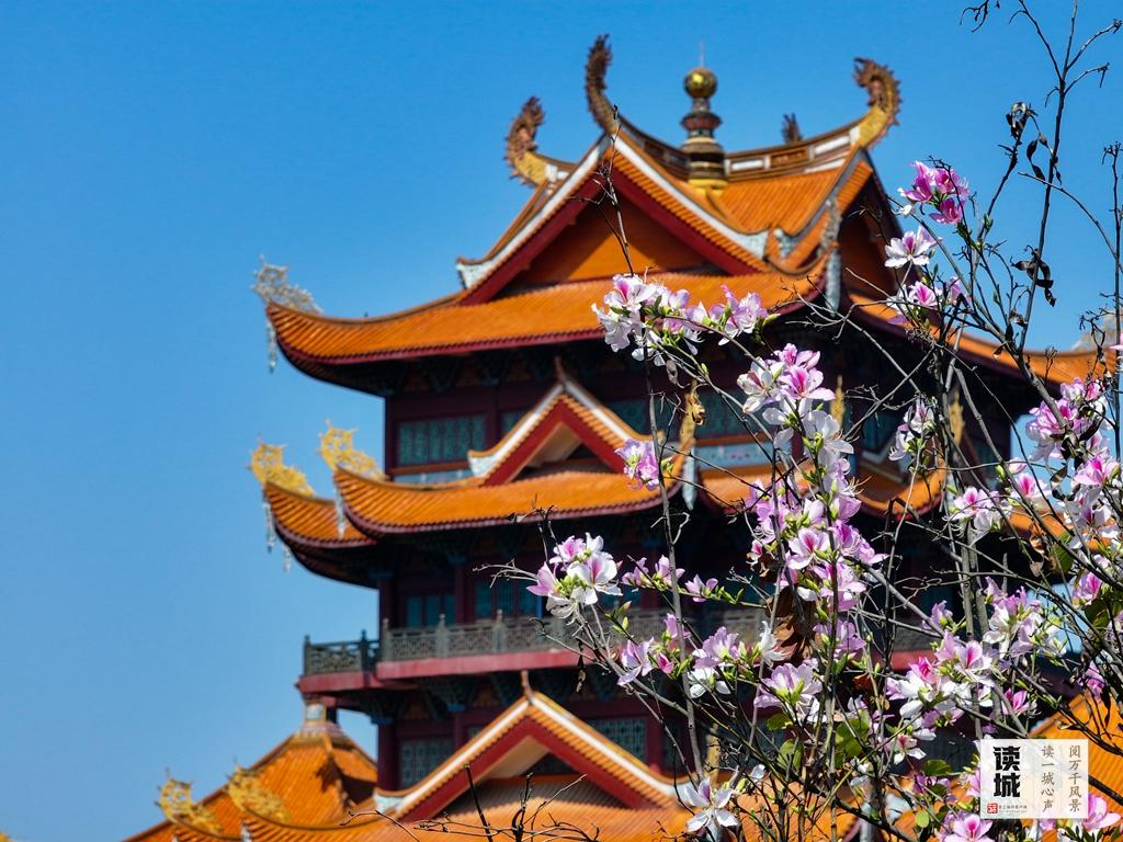 读城｜工业路上羊蹄甲 花开花落近“不惑”