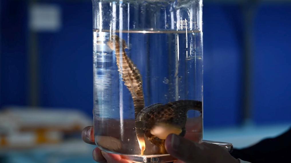 福州：耕海牧渔 掘金“海上粮仓”