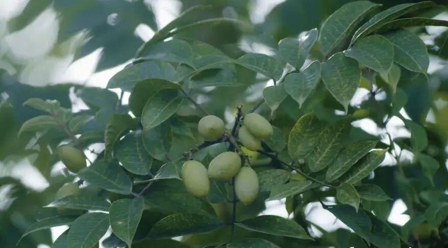 闽人智慧 | 福州小青果，何以炼就“国家严选”？