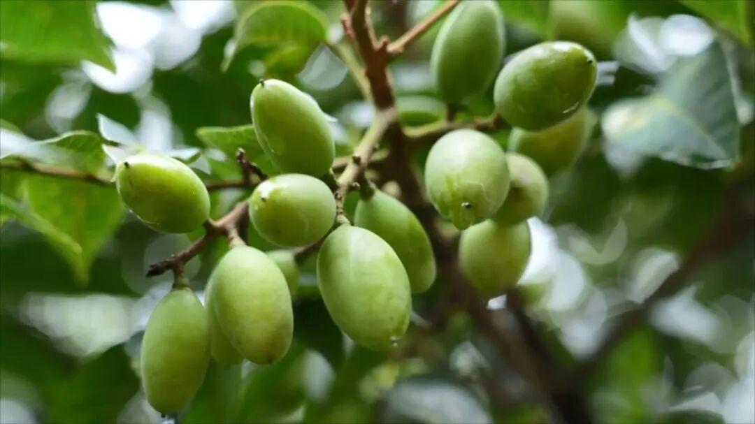 闽人智慧 | 福州小青果，何以炼就“国家严选”？