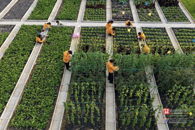 县在发生｜都市人争当“周末农夫”！闽侯这个“共享菜园”火了！