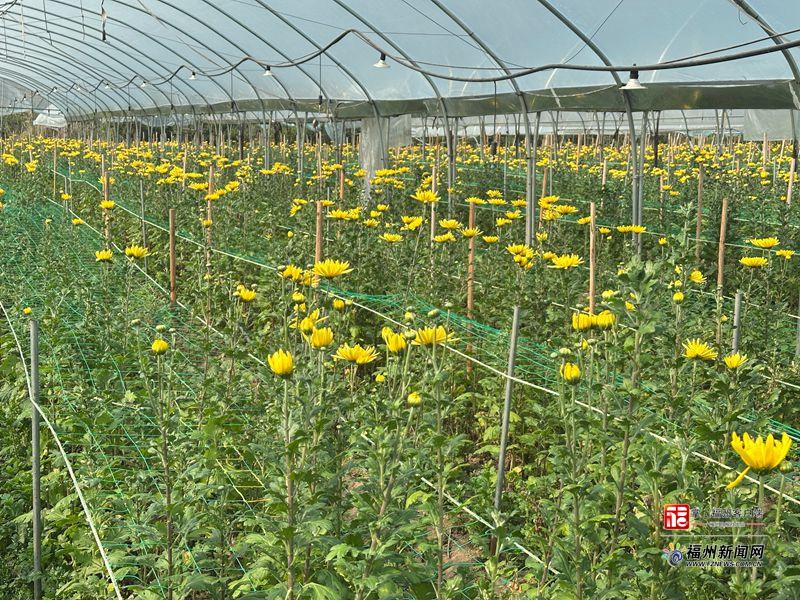 县在发生|40万枝!你买的清明菊,可能来自永泰这片基地 县在发生|40万枝!你买的清明菊,可能来自永泰这片基地