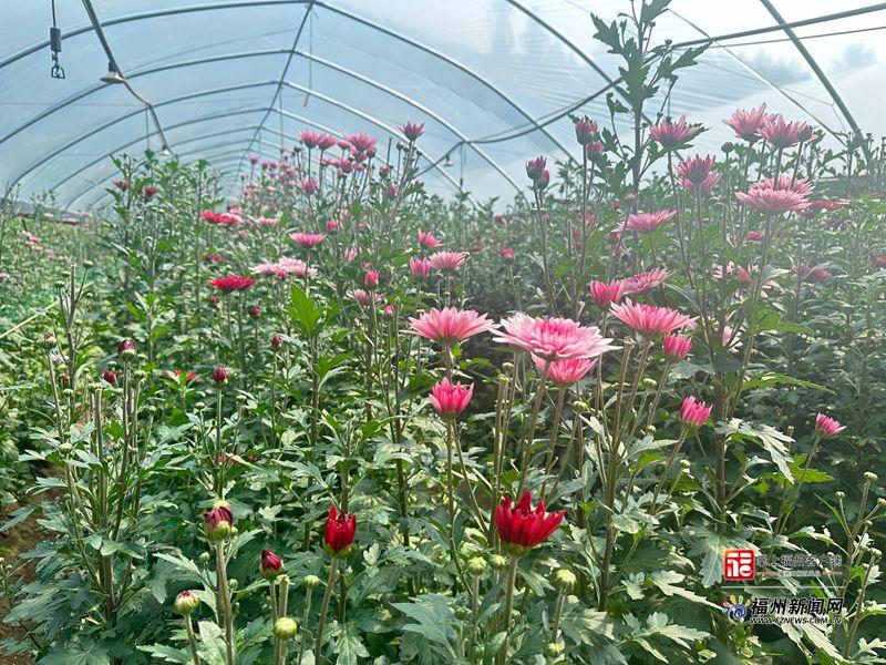 县在发生|40万枝!你买的清明菊,可能来自永泰这片基地 县在发生|40万枝!你买的清明菊,可能来自永泰这片基地