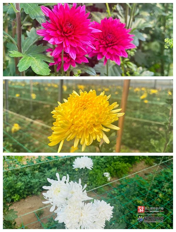 县在发生|40万枝!你买的清明菊,可能来自永泰这片基地 县在发生|40万枝!你买的清明菊,可能来自永泰这片基地