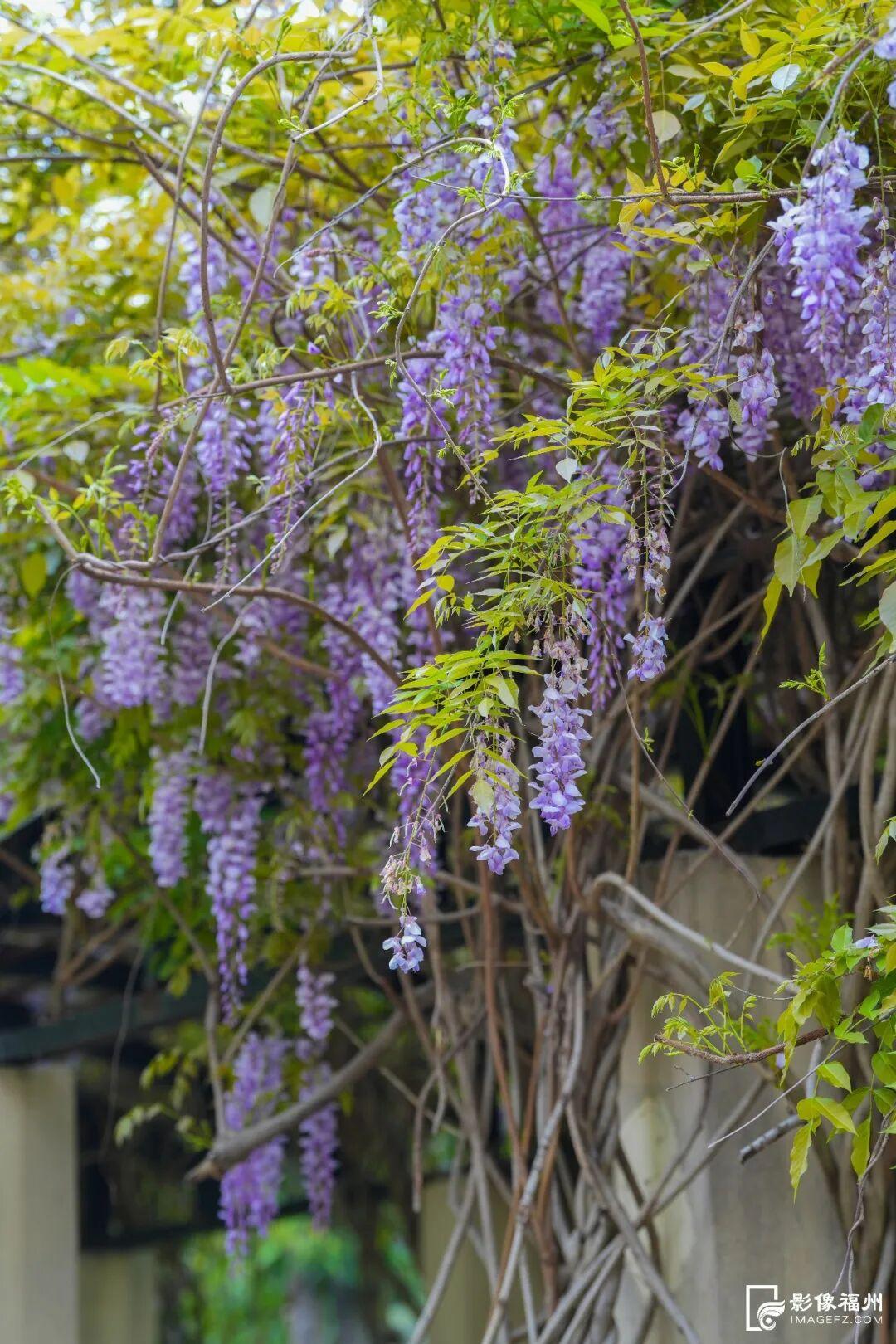 梦幻四月！福州紫藤花廊上线