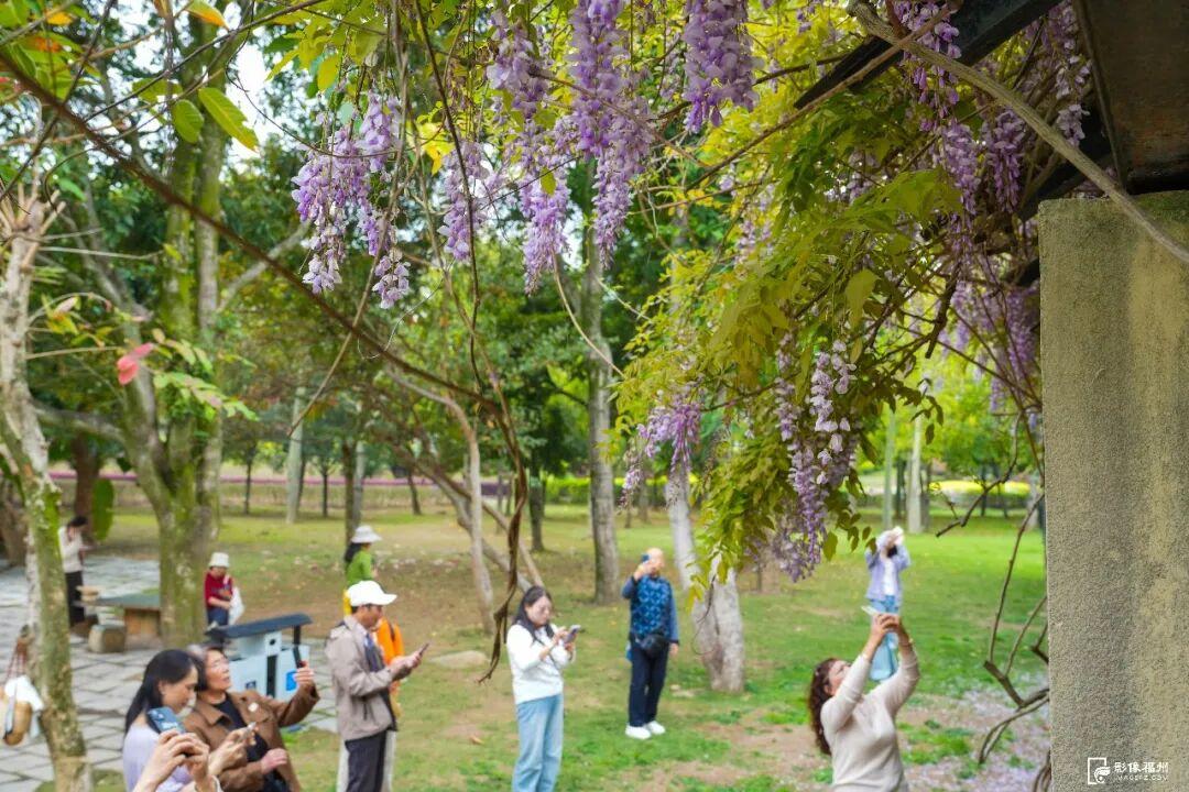 梦幻四月！福州紫藤花廊上线