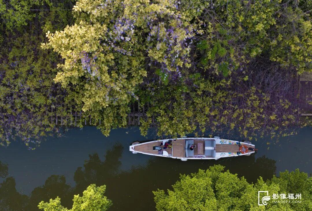 梦幻四月！福州紫藤花廊上线
