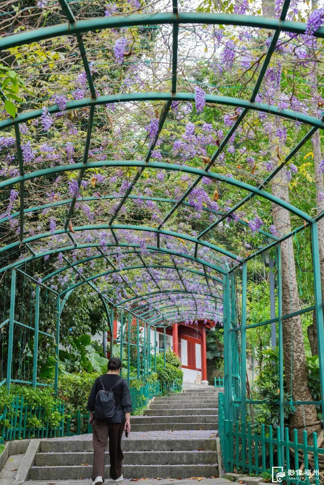 梦幻四月！福州紫藤花廊上线
