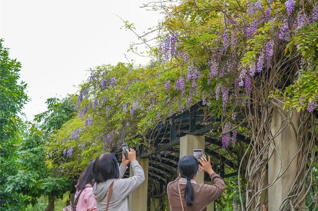 梦幻四月！福州紫藤花廊上线
