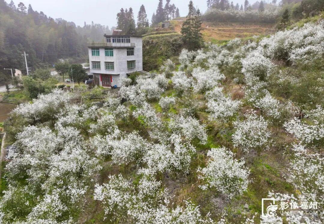 “四月雪”飘！清明福州城内外花事连连！