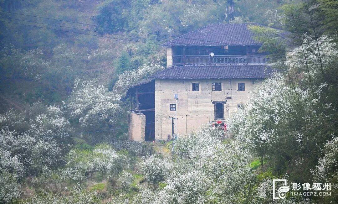 “四月雪”飘！清明福州城内外花事连连！