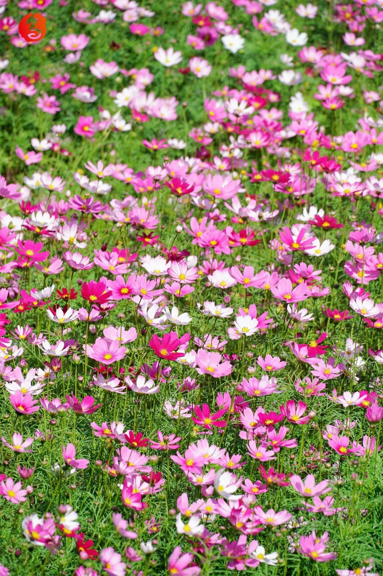 3300㎡粉色花海！乌龙江公园波斯菊盛放