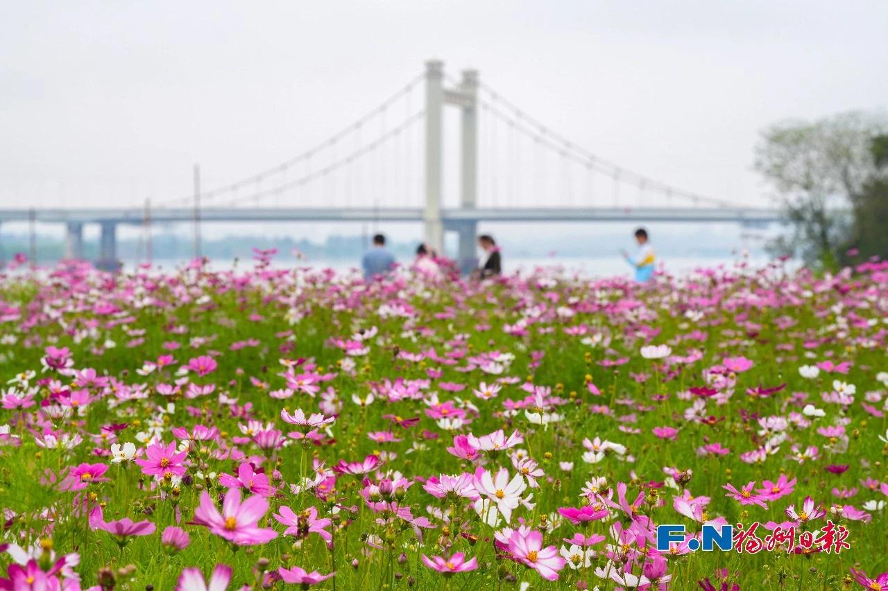 3300㎡粉色花海！乌龙江公园波斯菊盛放