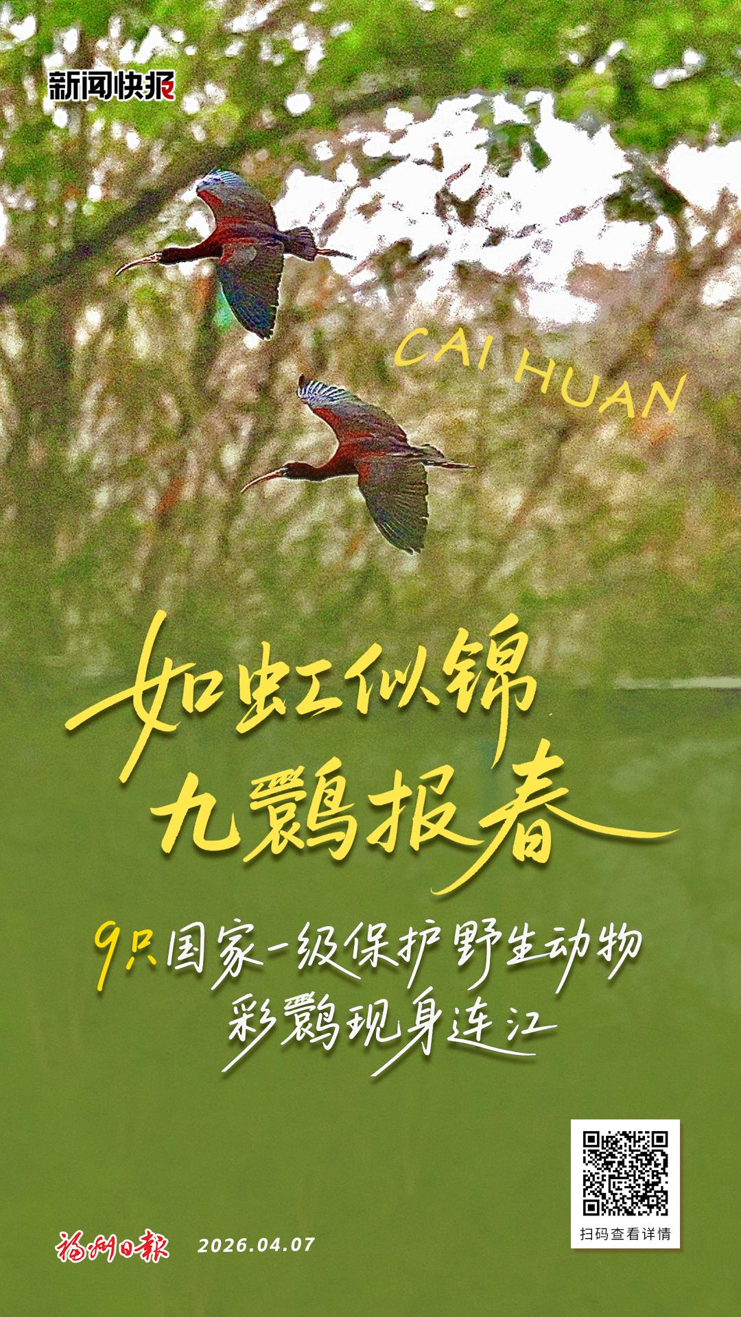 9只国家一级保护野生动物彩鹮现身连江