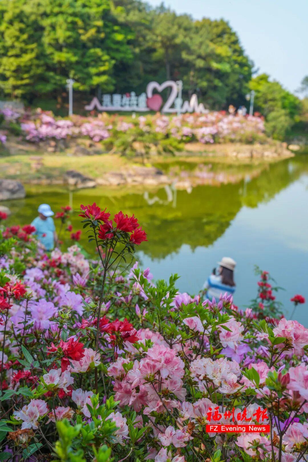 杜鹃花开成海！福州鼓岭，红了！