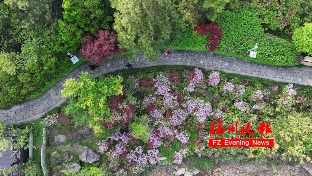 杜鹃花开成海！福州鼓岭，红了！