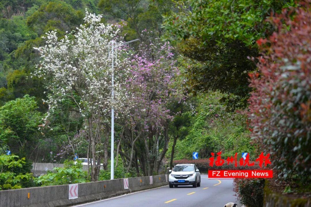 杜鹃花开成海！福州鼓岭，红了！