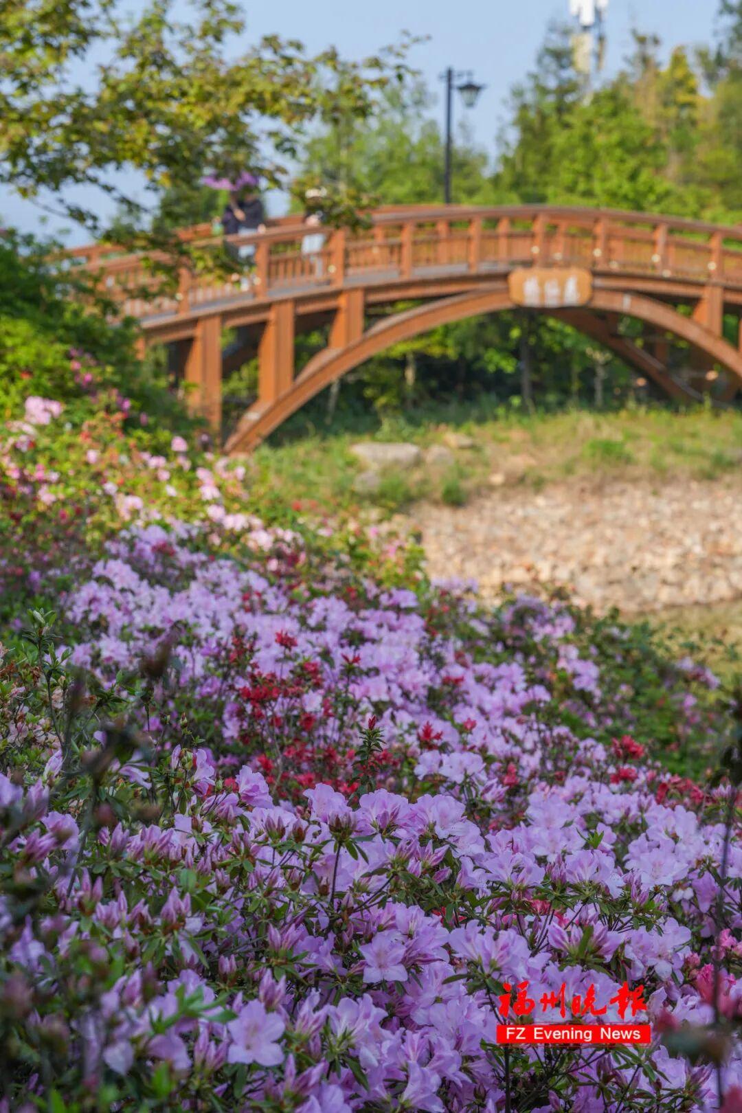杜鹃花开成海！福州鼓岭，红了！