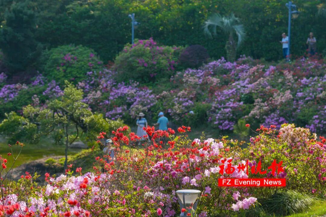 杜鹃花开成海！福州鼓岭，红了！