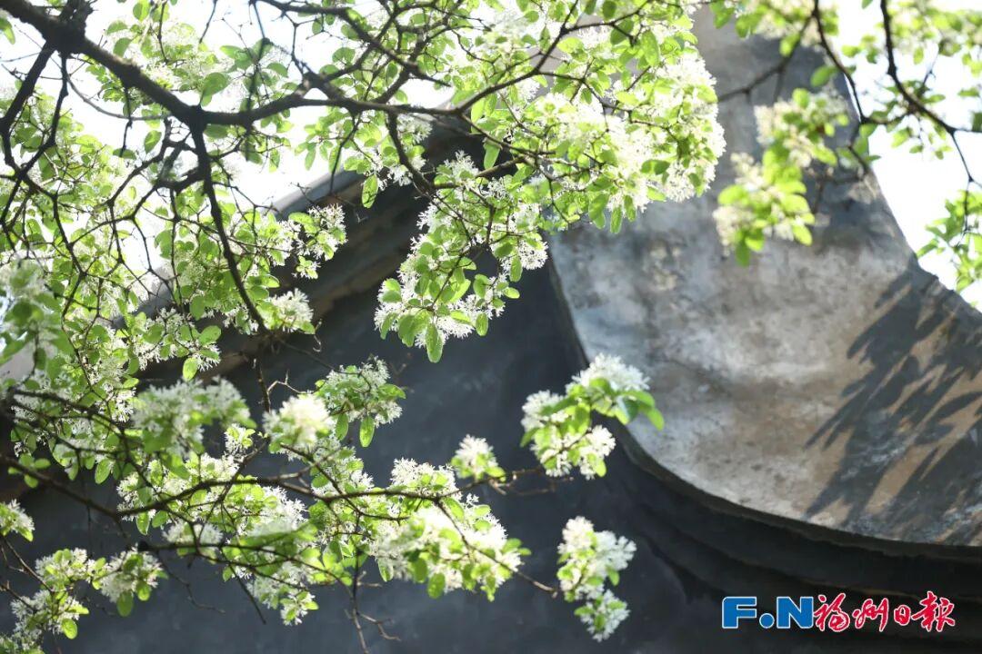 今天，就在福州三坊七巷！一场“花事”重磅启幕！