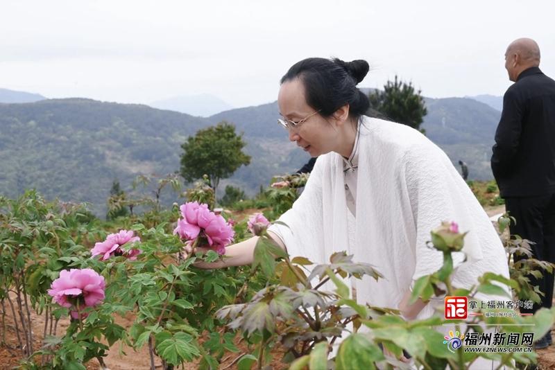 县在发生｜不用去洛阳！闽侯这个千年古刹旁牡丹花盛放