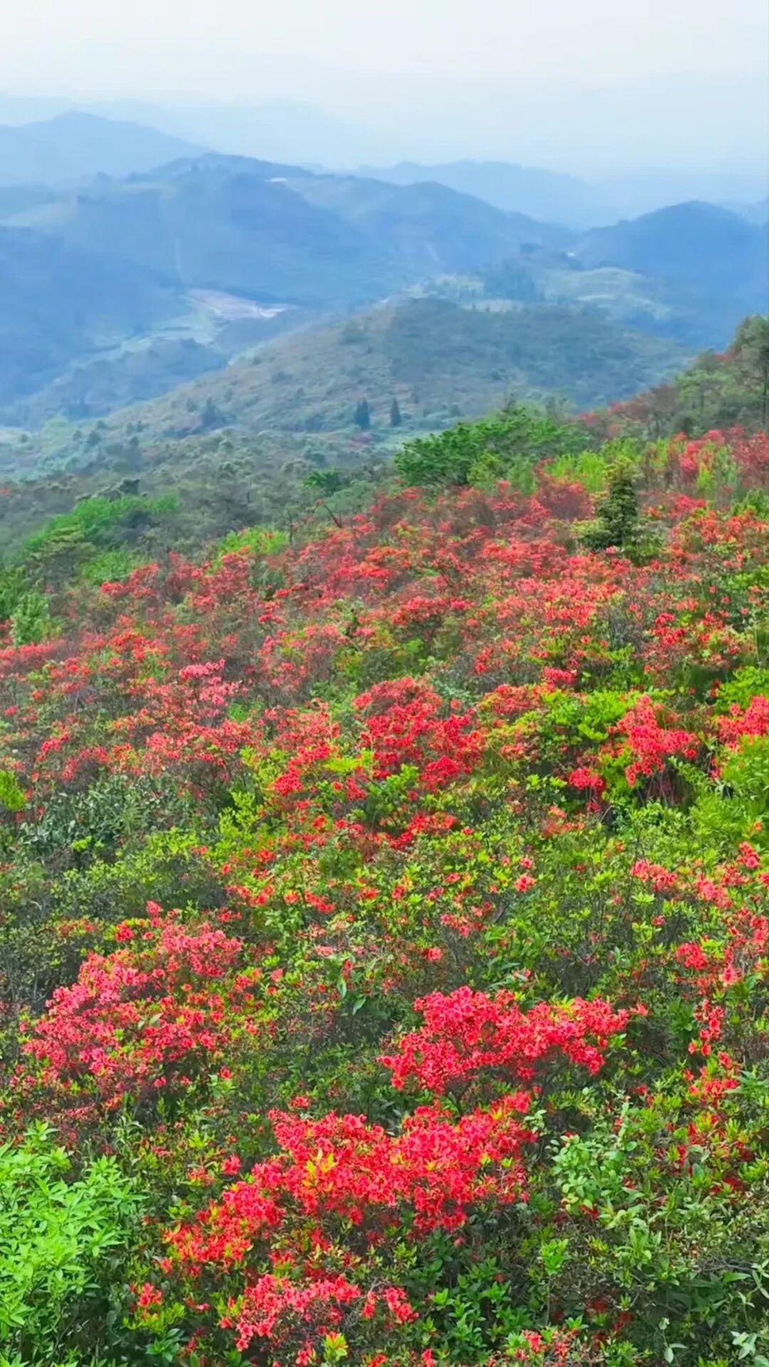 太美了！福州杜鹃花海，红了！