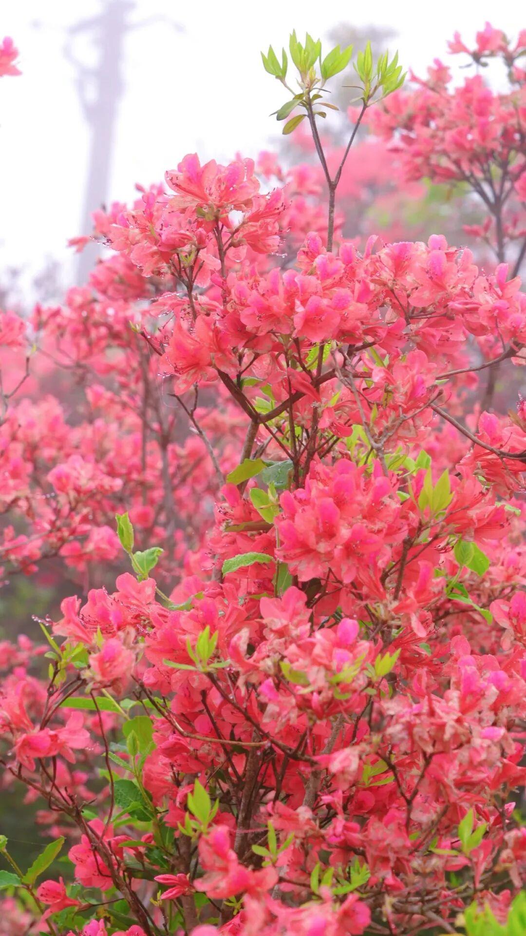 太美了！福州杜鹃花海，红了！