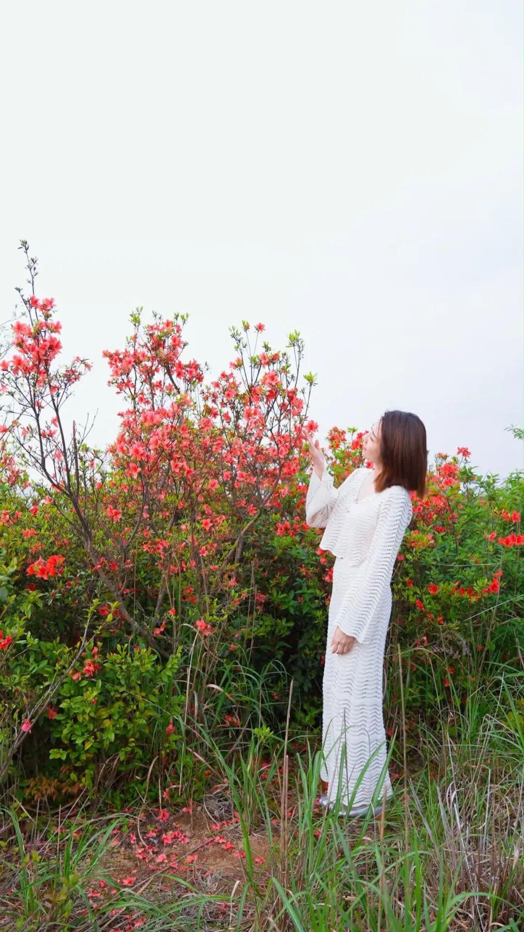 太美了！福州杜鹃花海，红了！