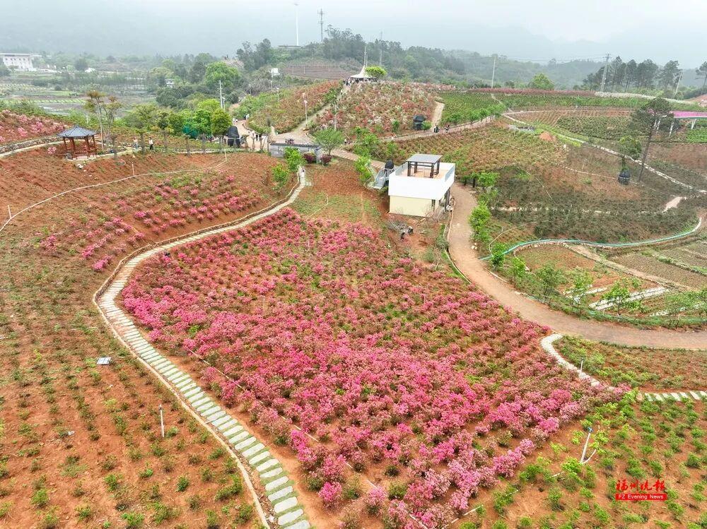 太美了！福州杜鹃花海，红了！