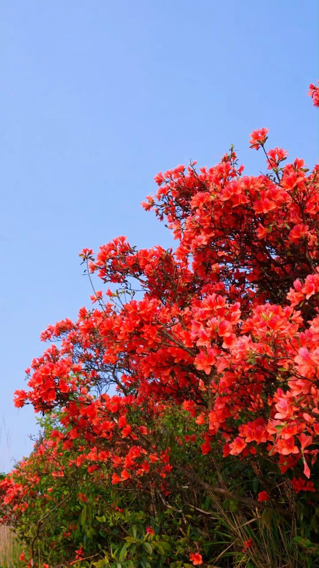 太美了！福州杜鹃花海，红了！