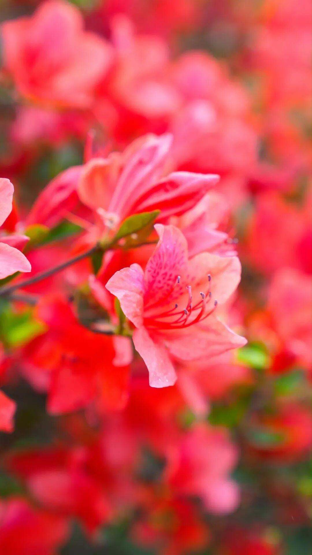 太美了！福州杜鹃花海，红了！