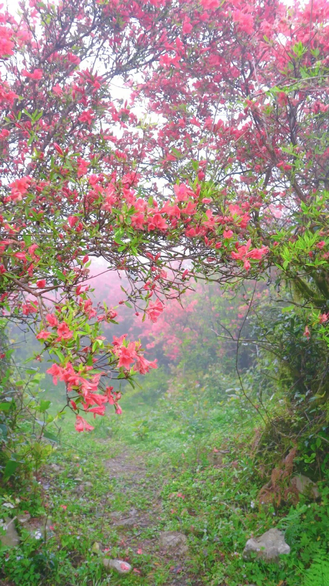 太美了！福州杜鹃花海，红了！