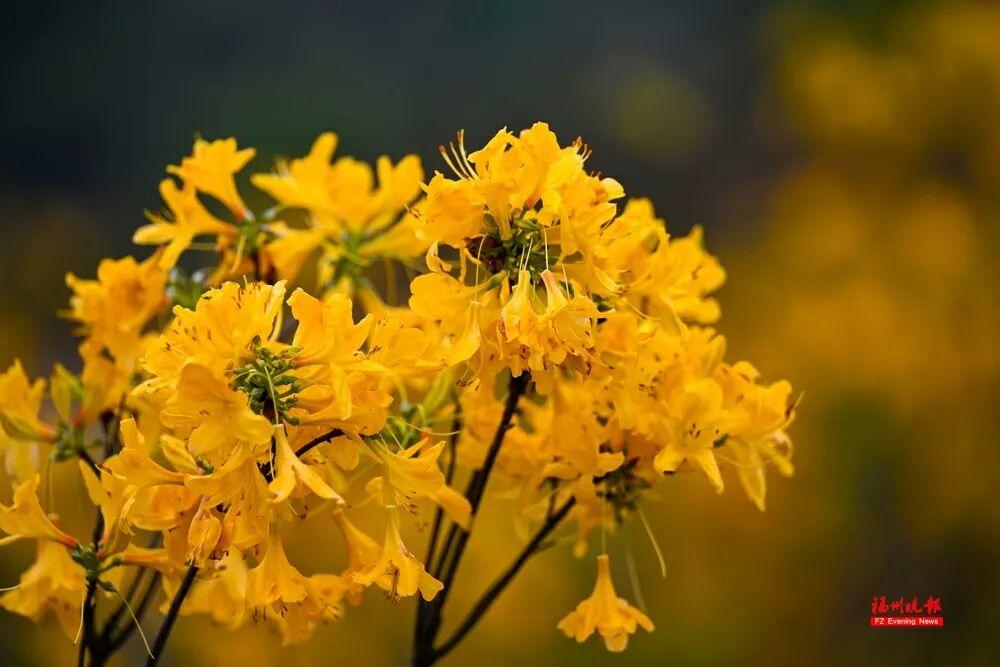 太美了！福州杜鹃花海，红了！