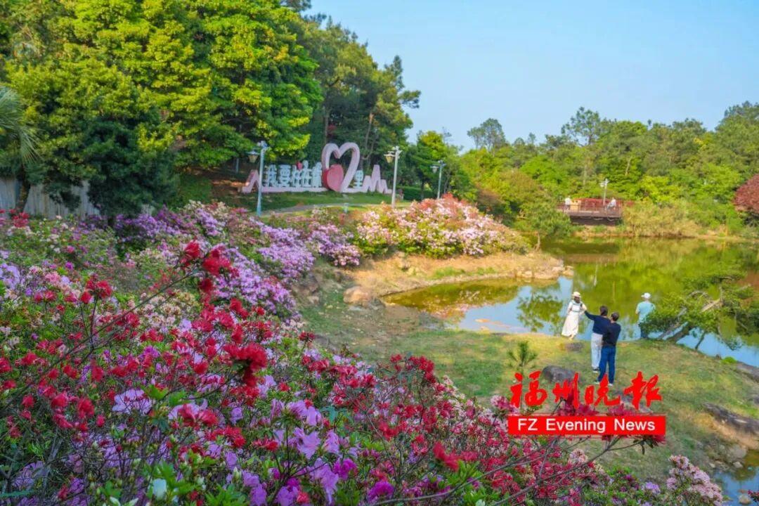 太美了！福州杜鹃花海，红了！