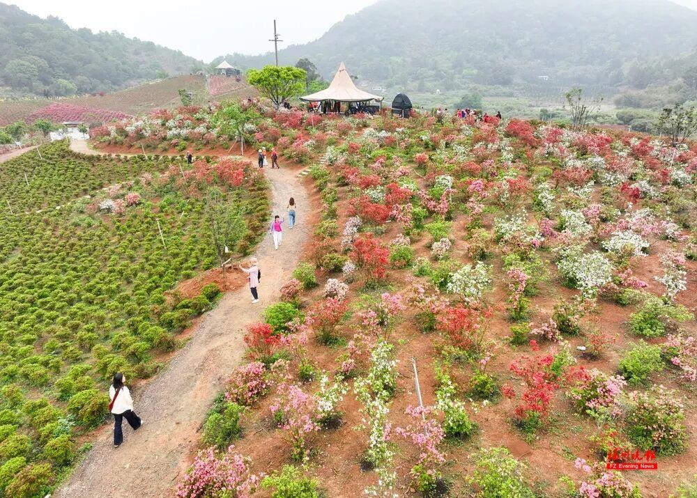 太美了！福州杜鹃花海，红了！
