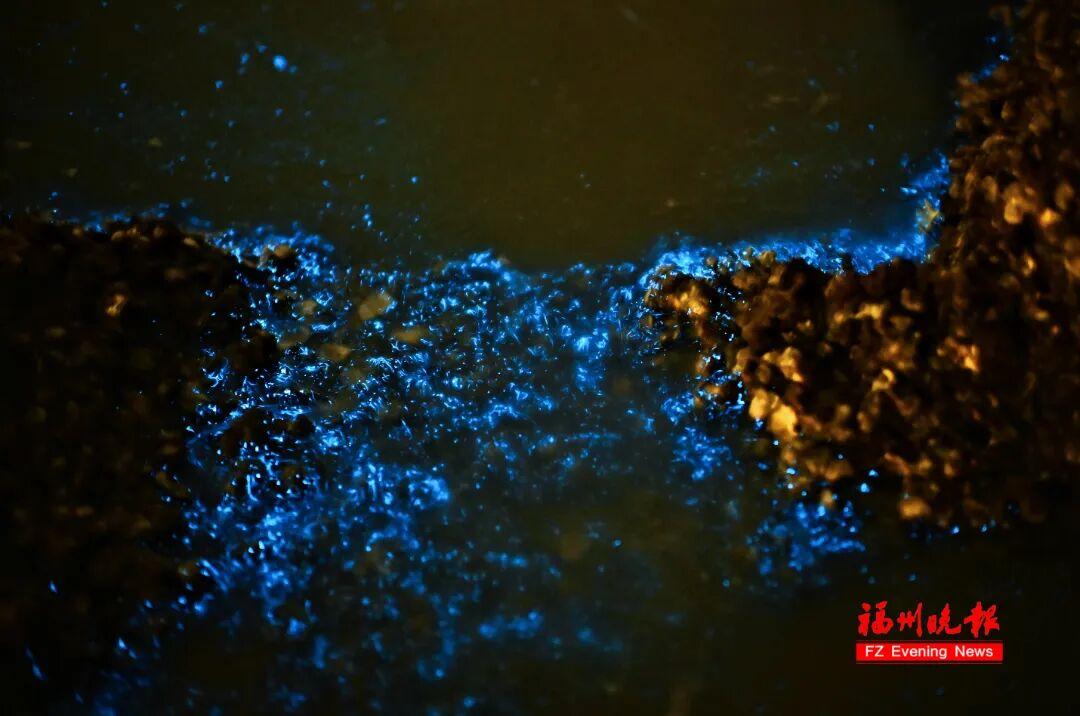 超梦幻!福州蓝眼泪爆发,今晚还有! 超梦幻!福州蓝眼泪爆发,今晚还有!