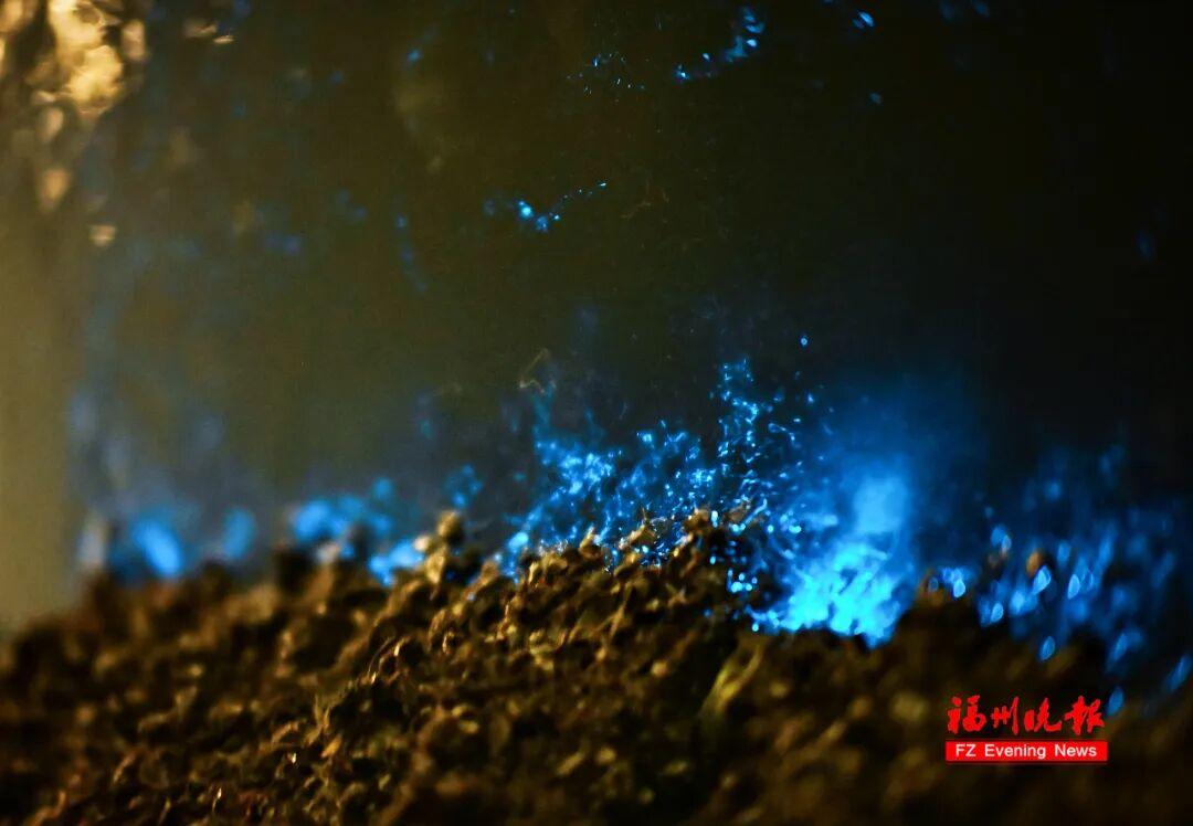 超梦幻!福州蓝眼泪爆发,今晚还有! 超梦幻!福州蓝眼泪爆发,今晚还有!