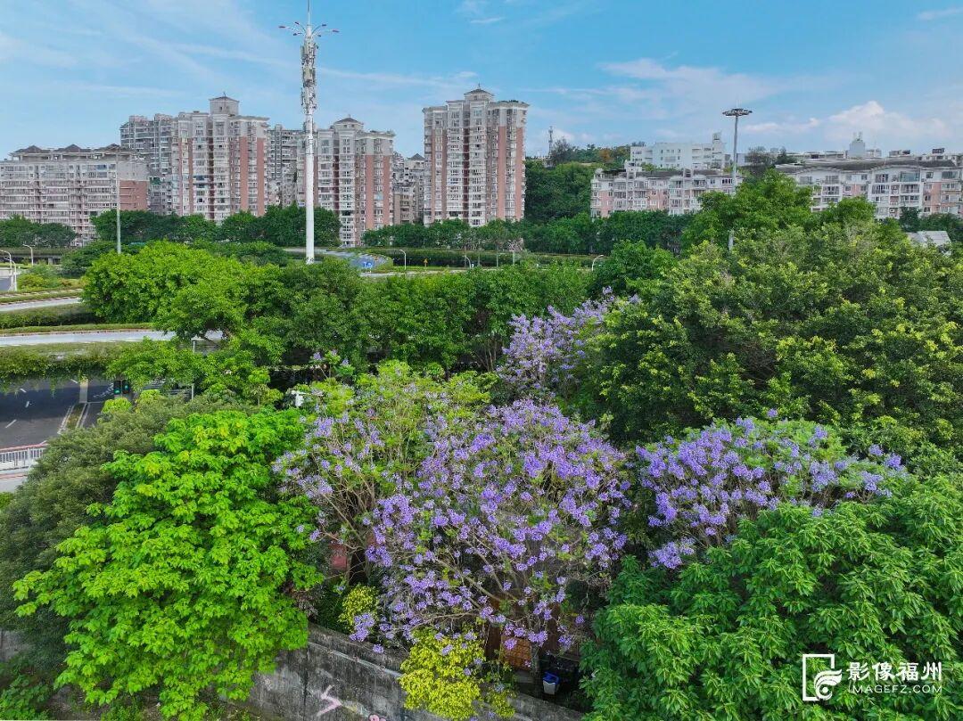 五月的福州，是浪漫“绝绝紫”！