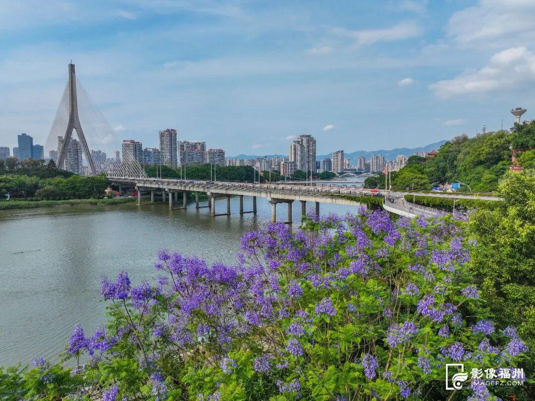 五月的福州，是浪漫“绝绝紫”！