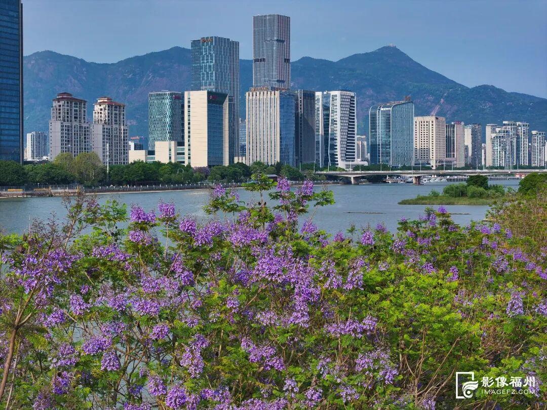 五月的福州，是浪漫“绝绝紫”！