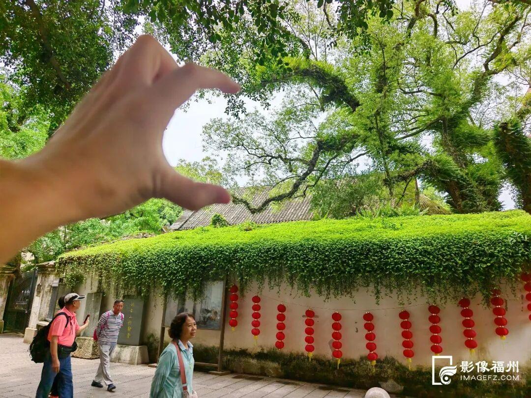 福州“树张力”拉满！快来“比个心”！