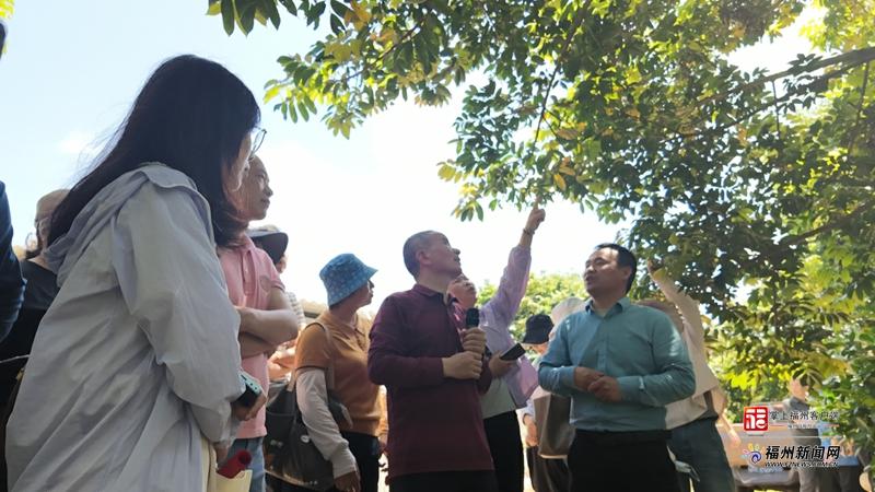 山海来讯｜橄榄树“吞云吐雾”？福州果树智能植保更高效
