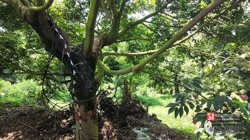 山海来讯｜橄榄树“吞云吐雾”？福州果树智能植保更高效