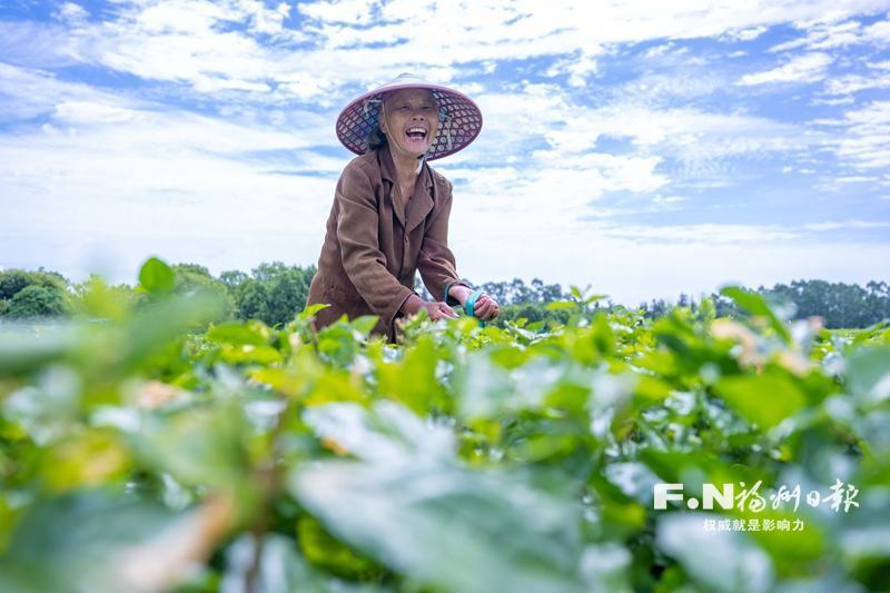 福州茉莉花茶产业集群晋级“国家队”底气何来？
