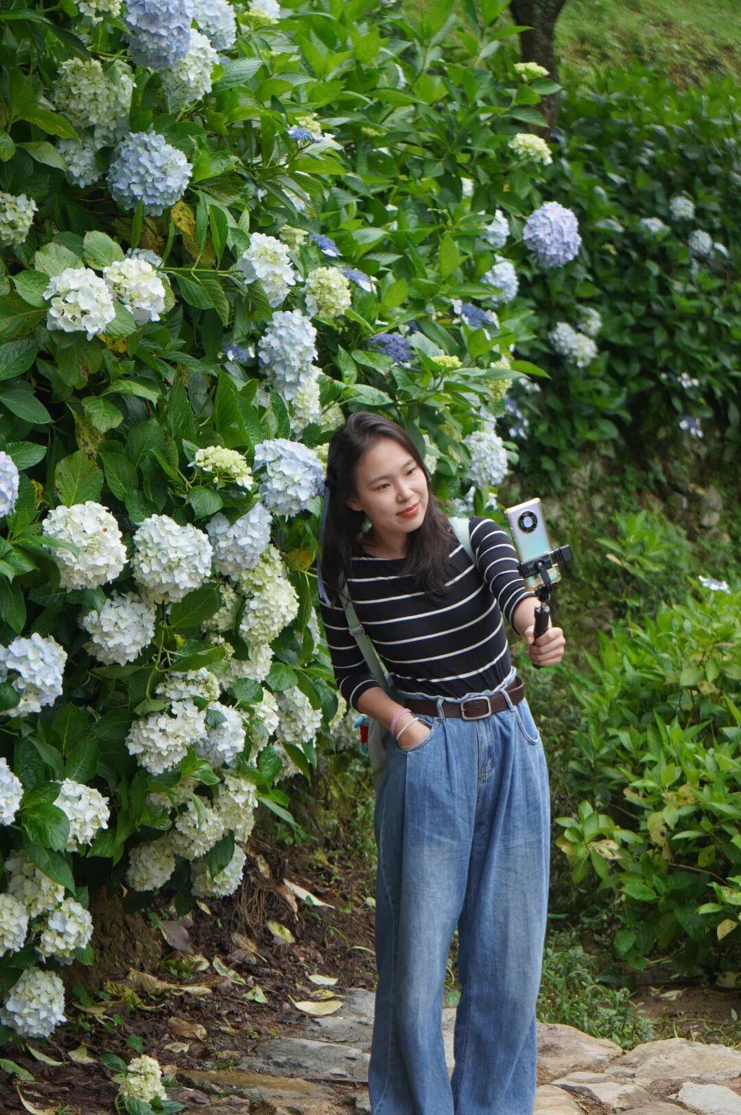 初夏顶流！鼓岭万株绣球花，太美了！