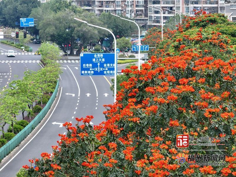 历经台风霜冻考验 百余株火焰木给福州带来别样风景