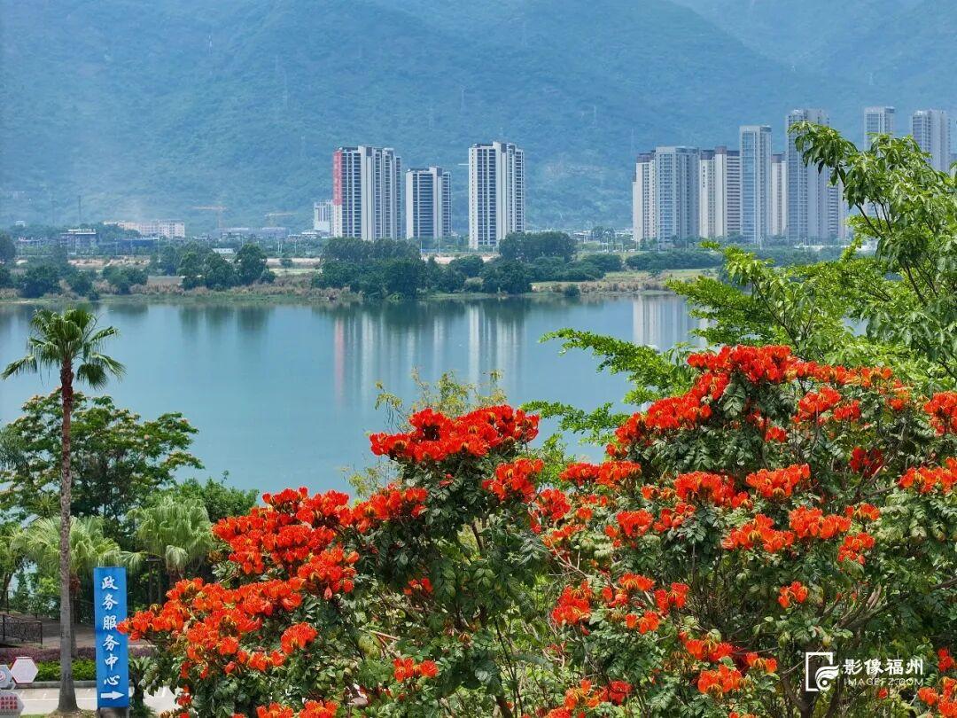 一红一紫！福州夏日限定美景火了！