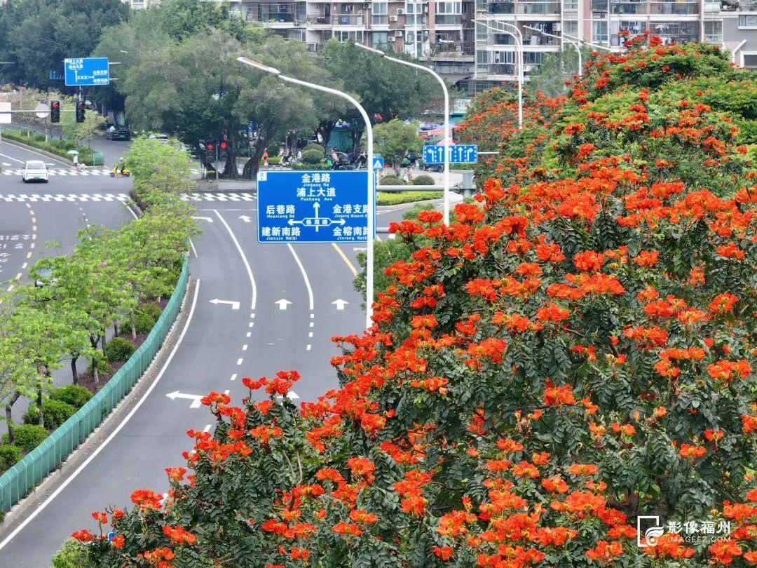 一红一紫！福州夏日限定美景火了！