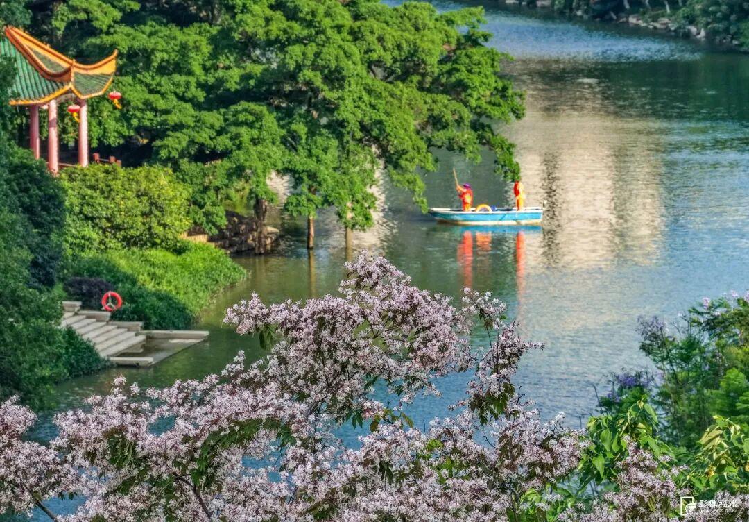 一红一紫！福州夏日限定美景火了！